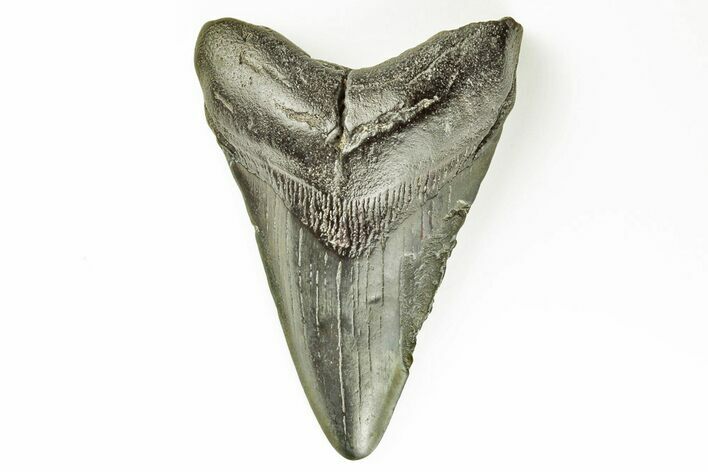 Fossil Megalodon Tooth - South Carolina #171105